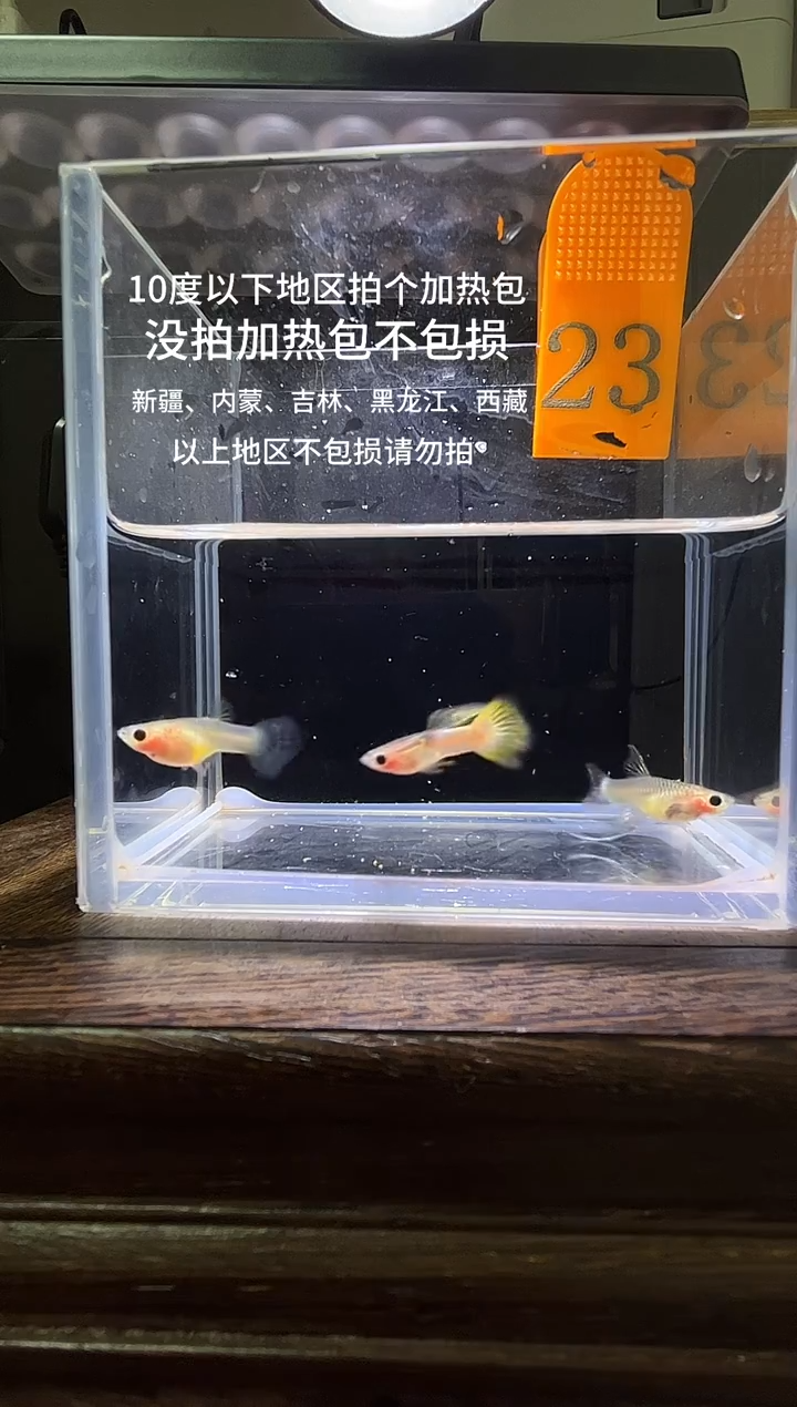 孔雀鱼粉猫短体孔雀鱼23