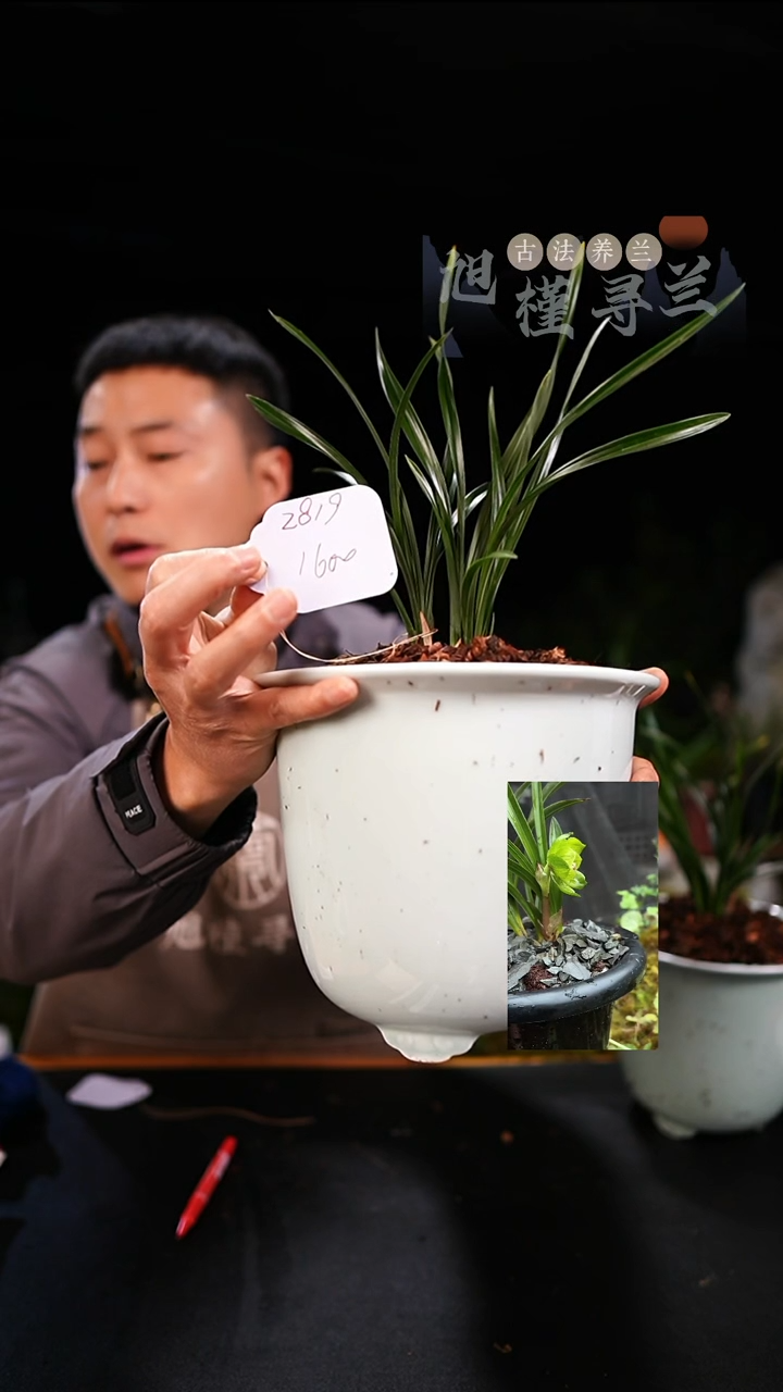 当前无花栽培后可以开花榆*春兰绿云（4苗带花苞）内部价