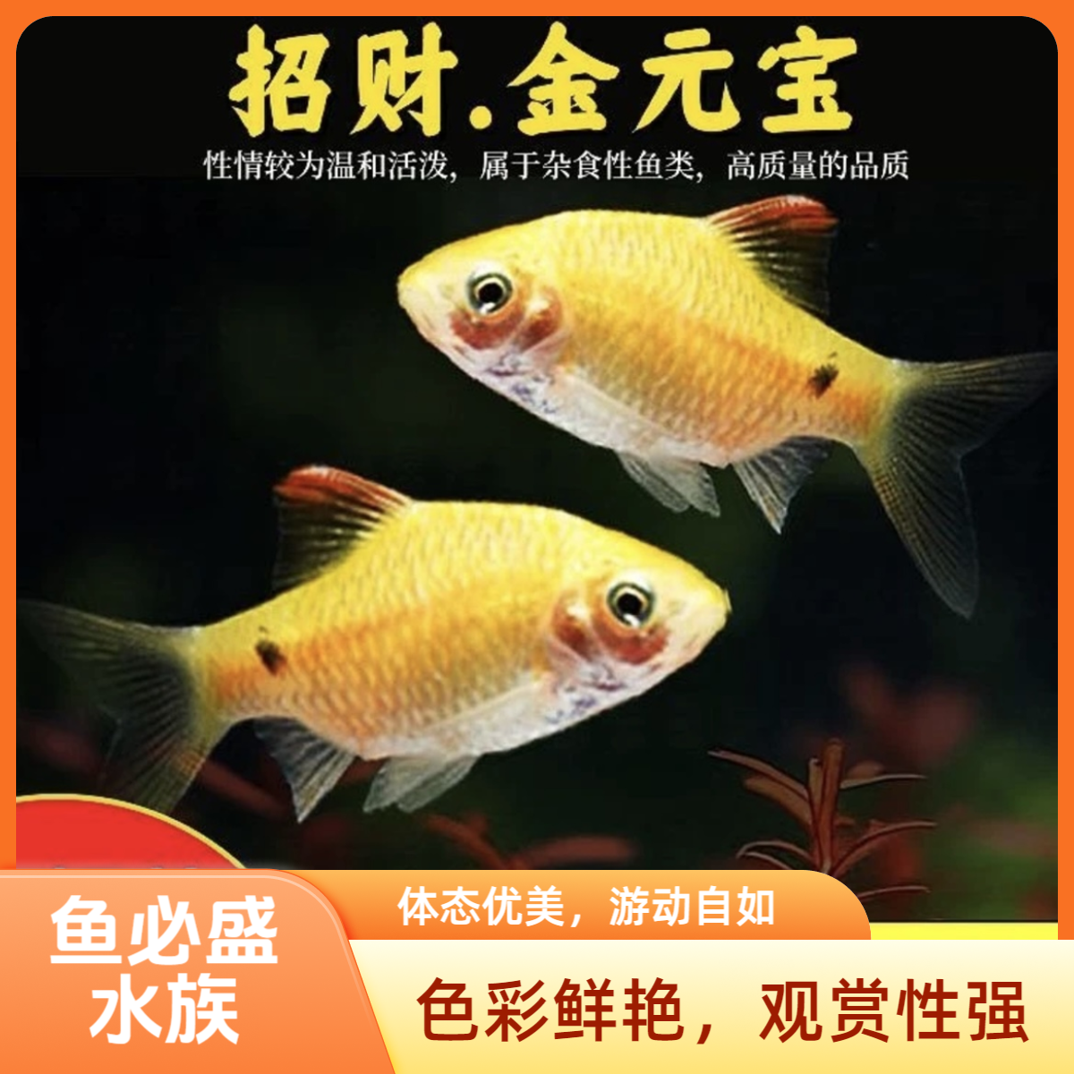 金元宝鱼小型淡水冷水观赏鱼耐活好养适合新手闯缸