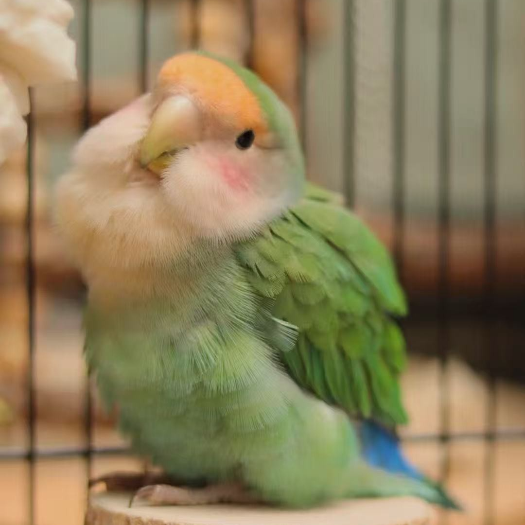 牡丹鹦鹉活体雏鸟手养半毛亲人可学技能紫伊莎紫熏高纯紫罗兰