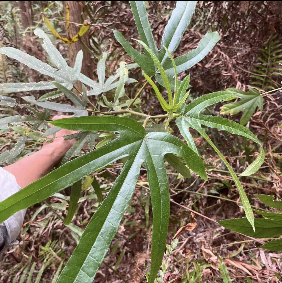 广西石头山野生五指毛桃整颗鲜货生鲜五指牛奶根
