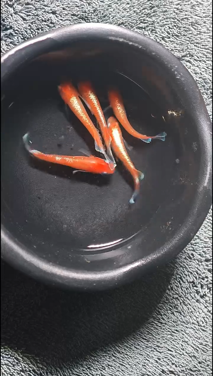 青鳉鱼观背青鳉011