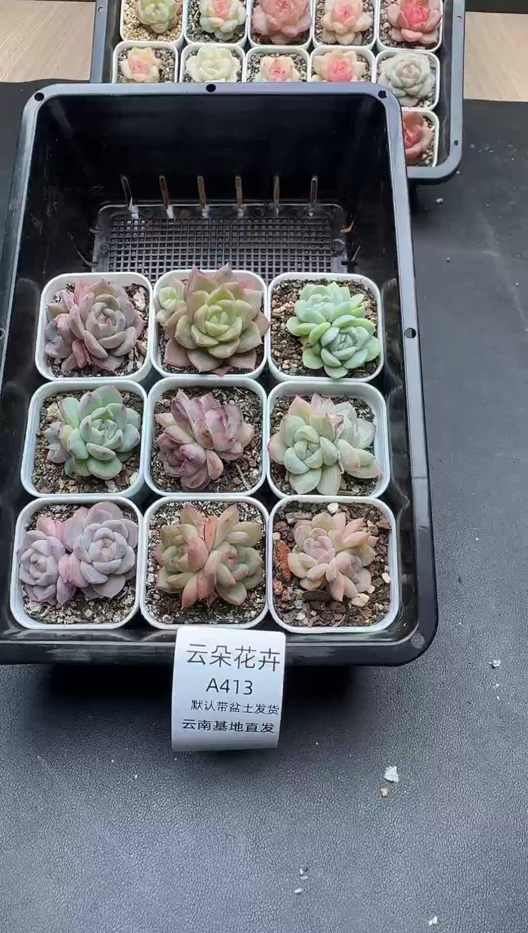 珍妮杂交多肉A413