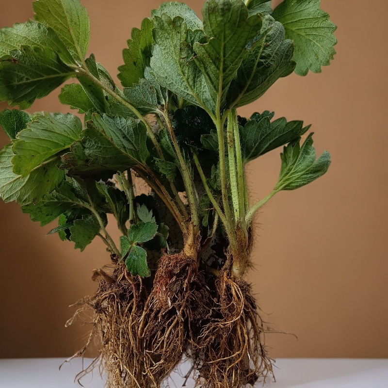 裸根发货10颗草莓苗绿植盆栽