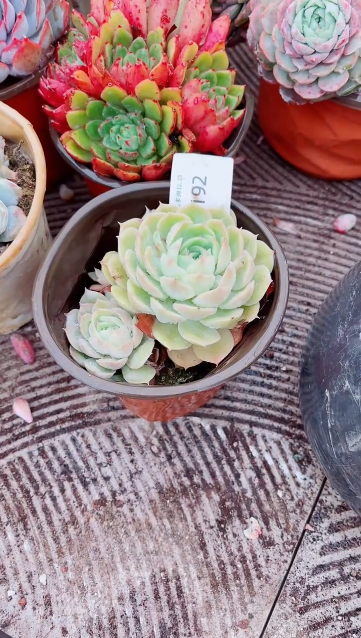 失***羊跃跃精品多肉25192