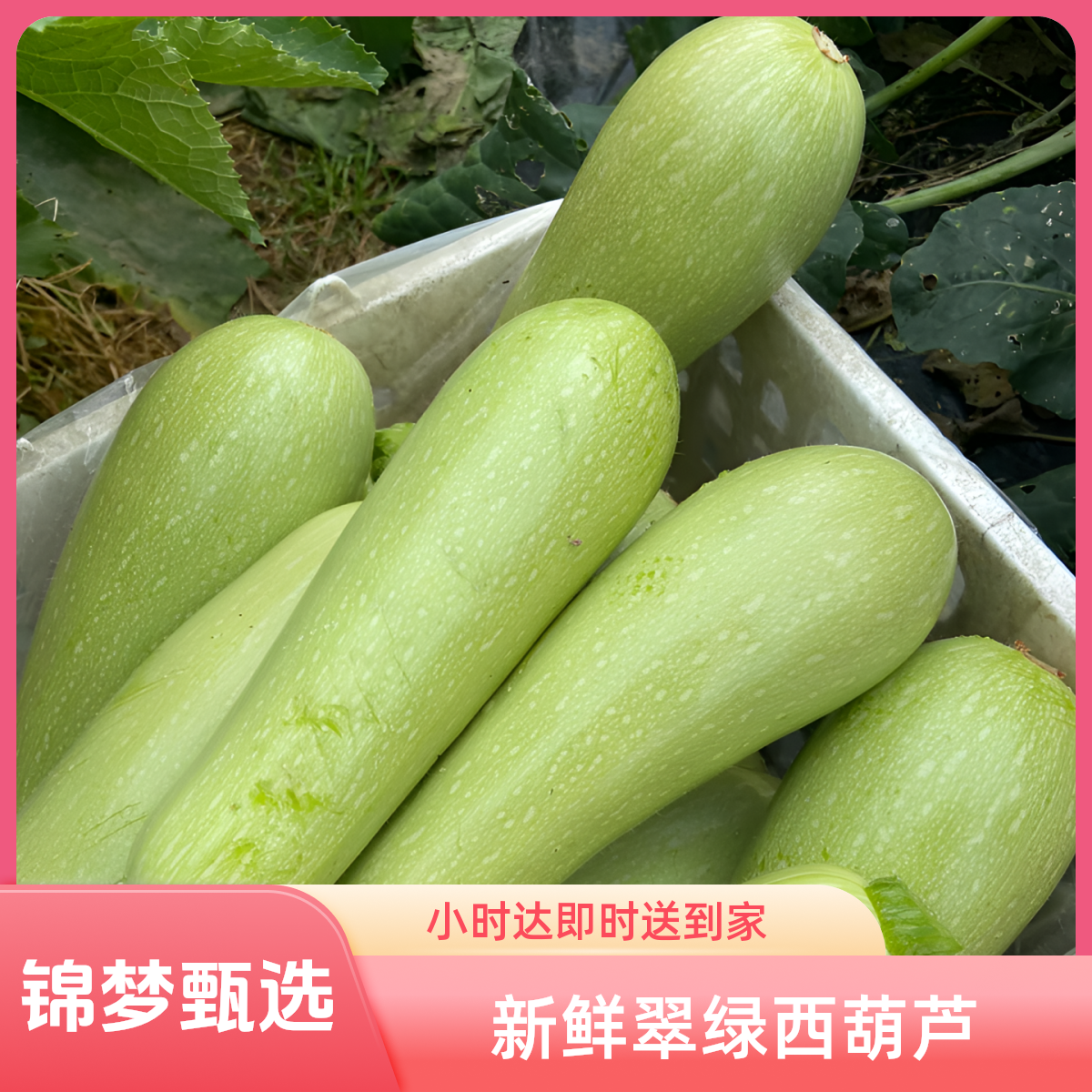 【团购特惠】角瓜 西葫芦 小时达即时送到家