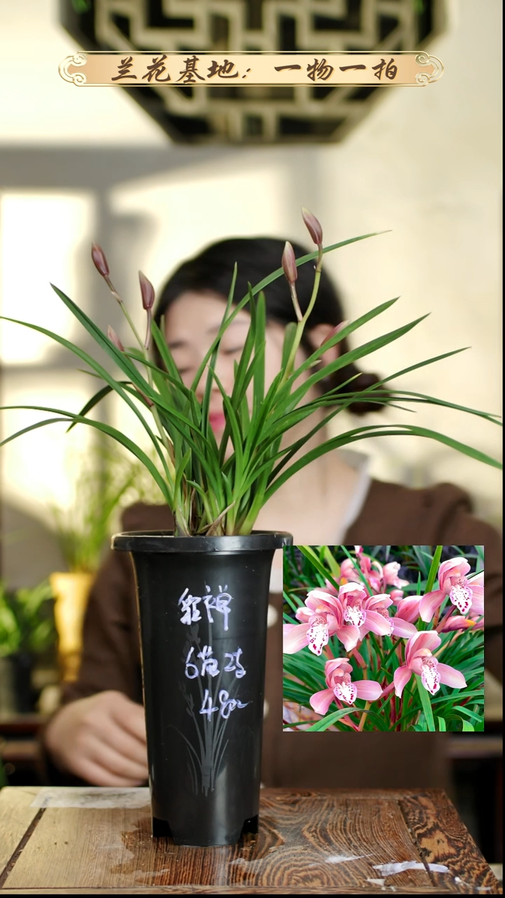 完全开放貂蝉6苗2花苞