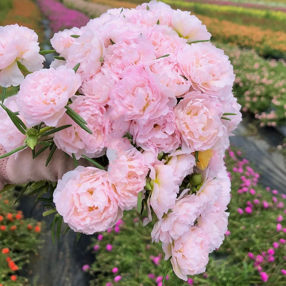 【郭姐专属】重瓣太阳花盆栽苗夏季耐热耐晒阳台室外庭院太阳花苗