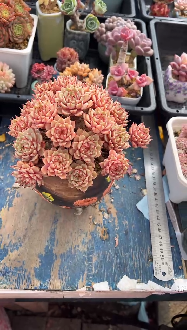 早373             不带盆
