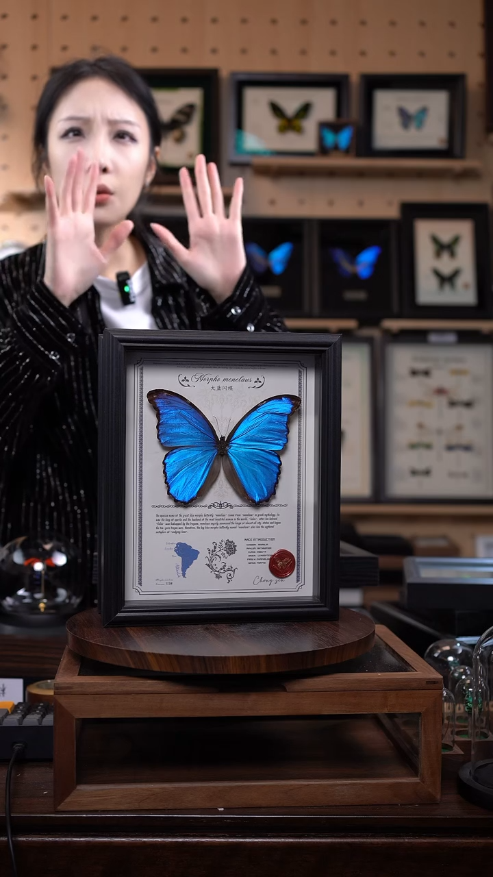 大蓝闪蝶豪华版10寸欧式框（带证书）