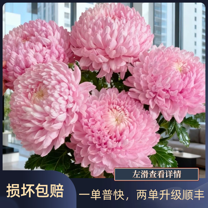 粉色牡丹菊5支  基地直发  任意2单升级顺丰冷链
