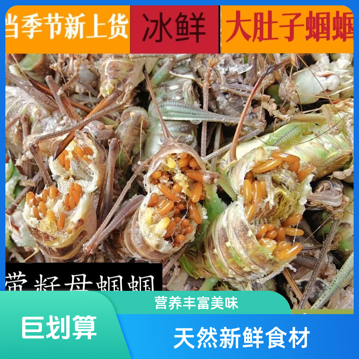 大蝈蝈冷冻