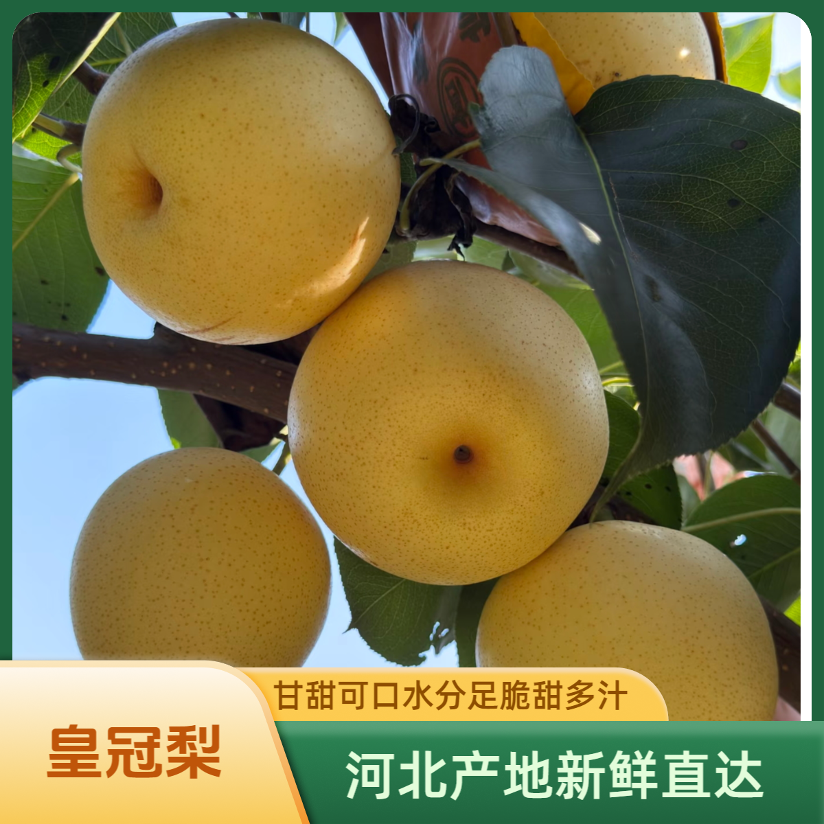  【皇冠梨】河北新鲜梨子现货秒发酥脆多汁大果梨当季鲜果产地直发