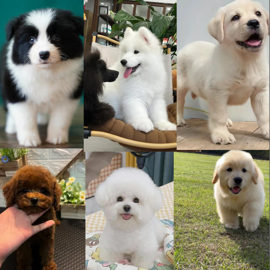 【胶州汪喜汪犬业】可爱宠物陪伴犬