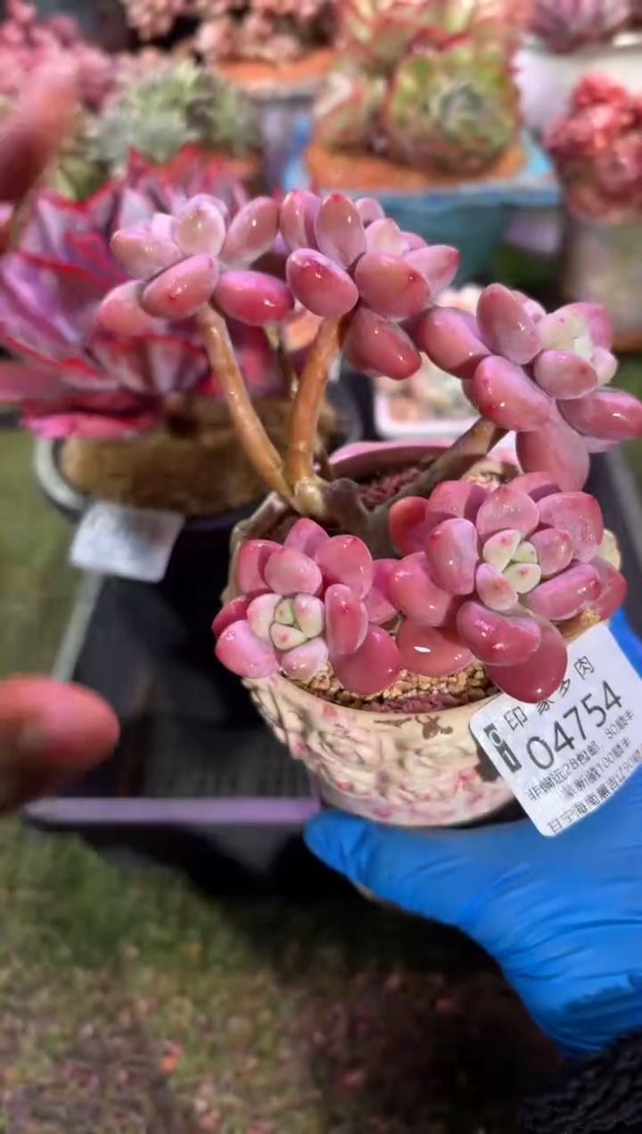 【闪购商品】04754