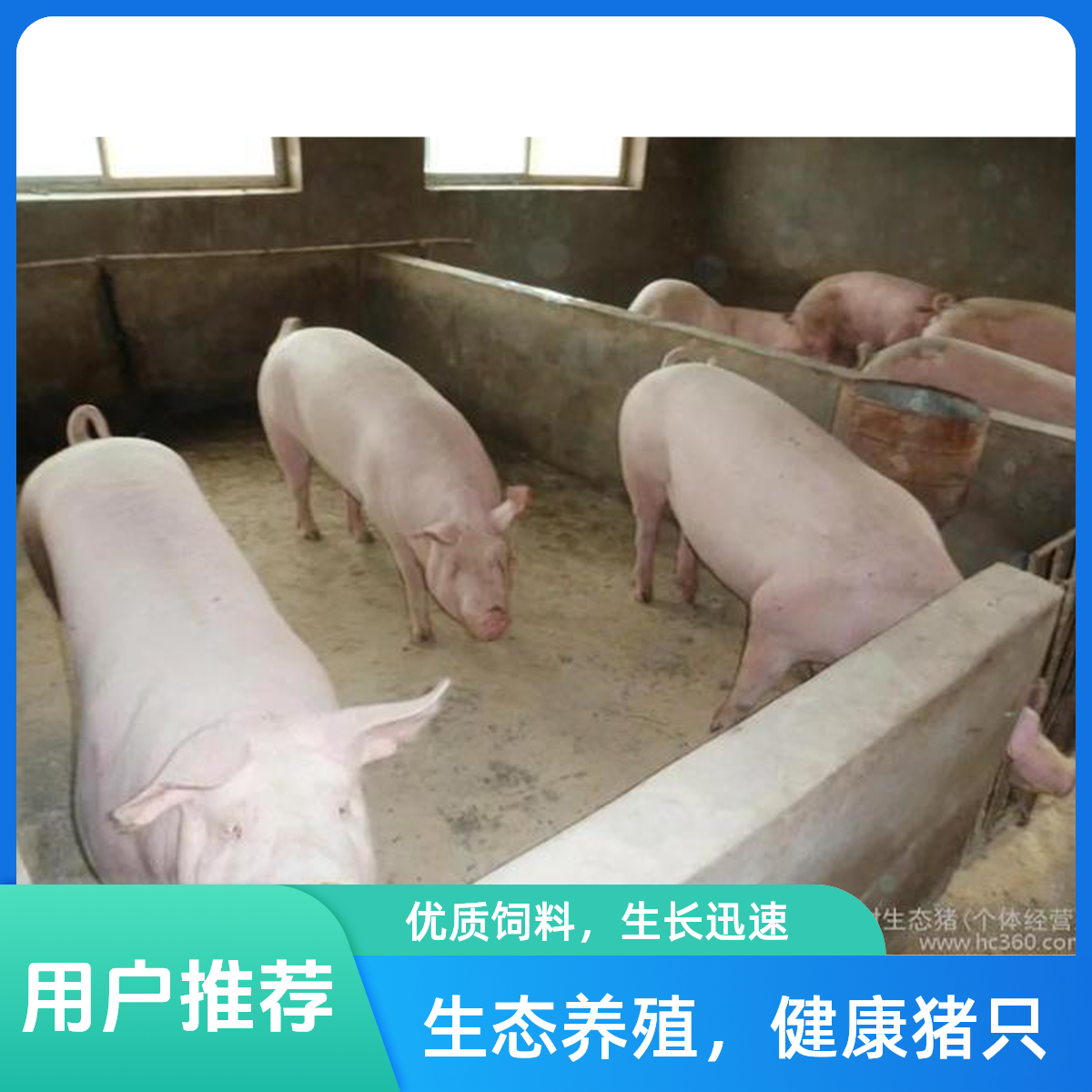 2号【直播间称重改价链接】东北纯粮喂养土猪肉（顺丰包邮）