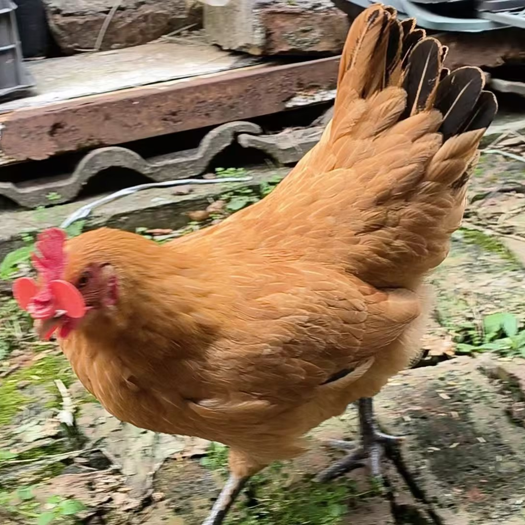 农家散养青脚土鸡新鲜美味肉质鲜美整鸡冻鲜