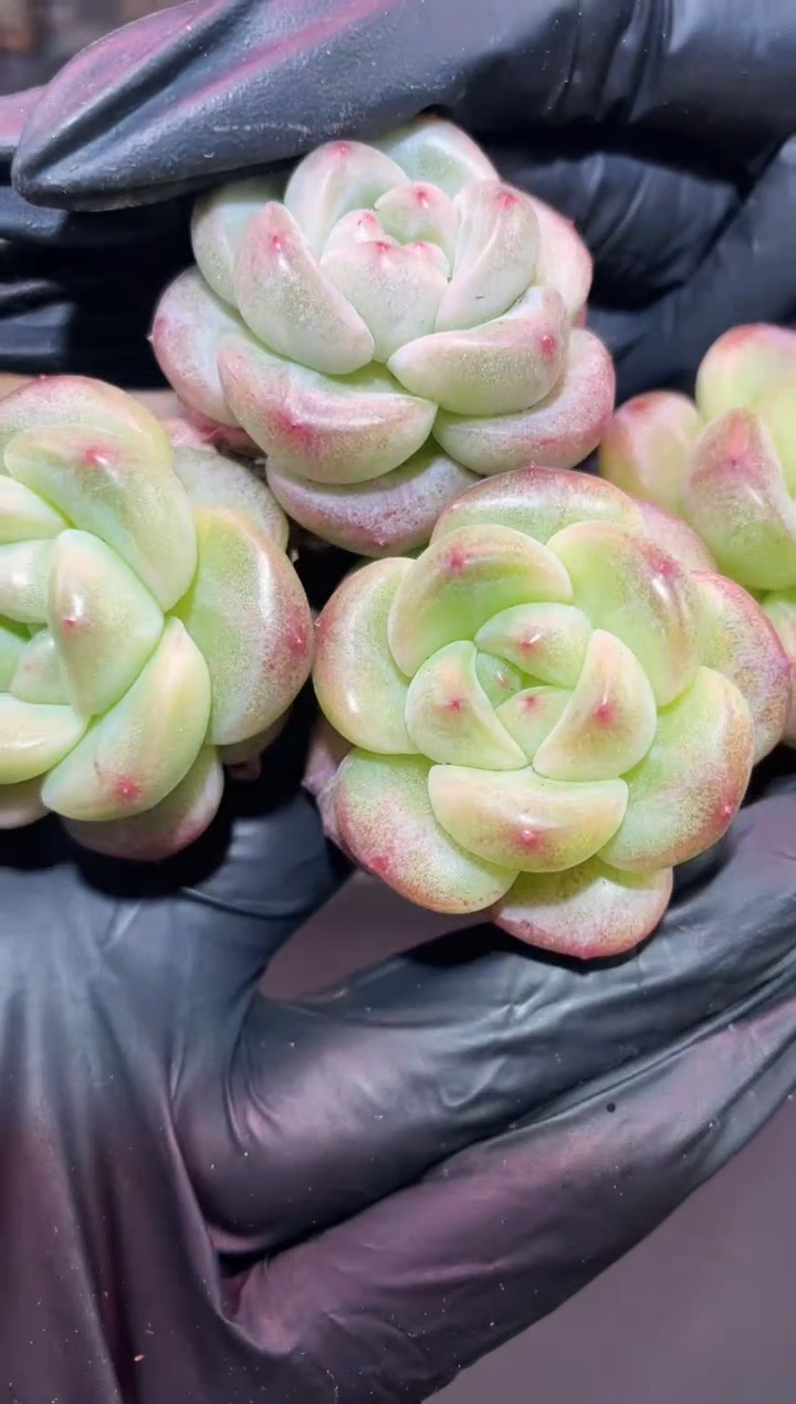 闪购721 气球翡多肉一颗  3.5-4厘米