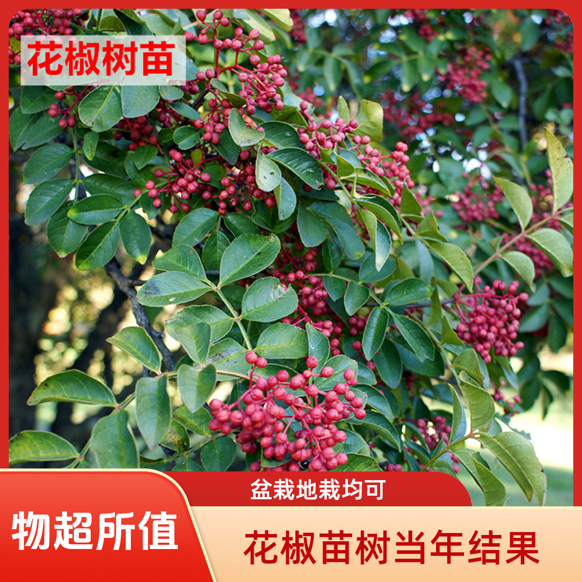 花椒苗树大红袍花椒树苗盆栽地栽无刺食用四川花椒树小苗当年结果