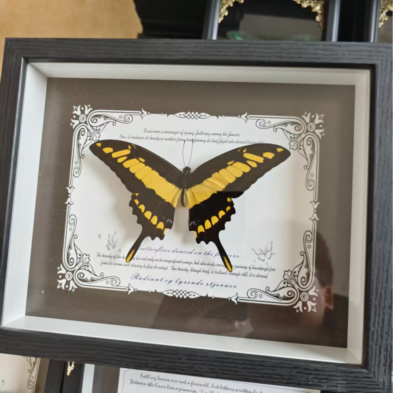 （敏芷）蝴蝶标本相框