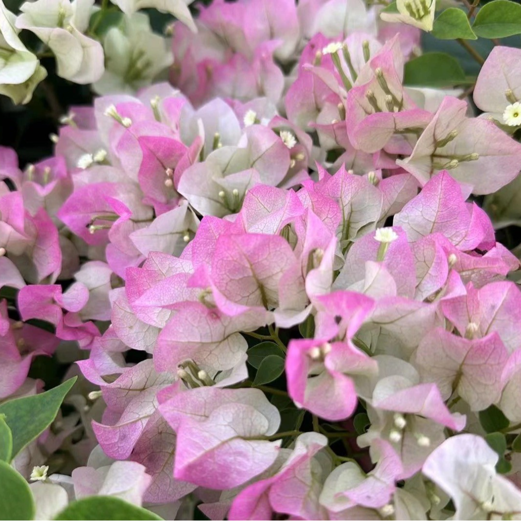 【绿樱】三角梅阳台庭院四季勤花渐变色新手懒人植物带花花卉绿植