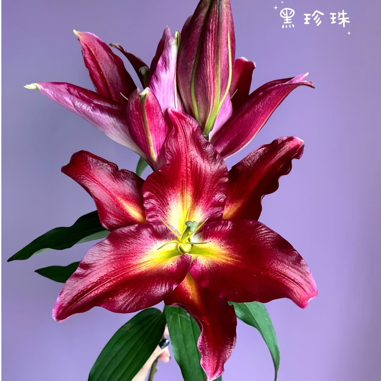 (黑珍珠) 稀有花材 浓香型香水百合 东北基地顺丰包邮