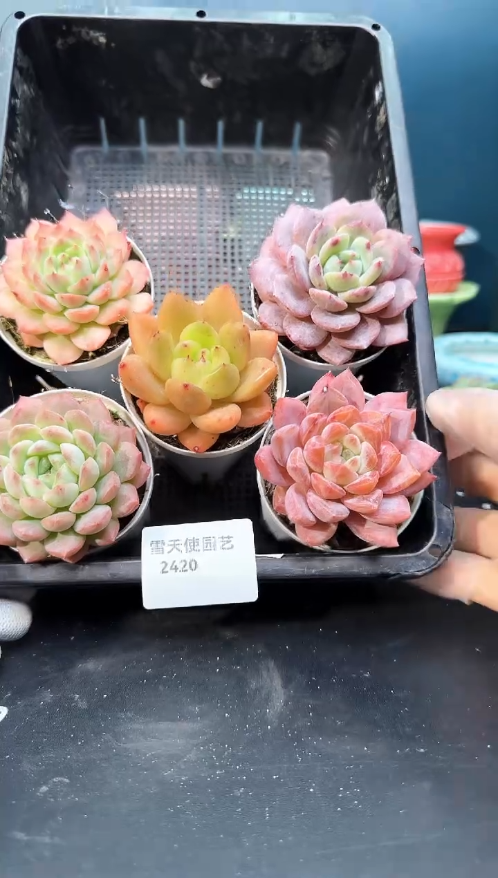 2  420  多肉 5  颗 