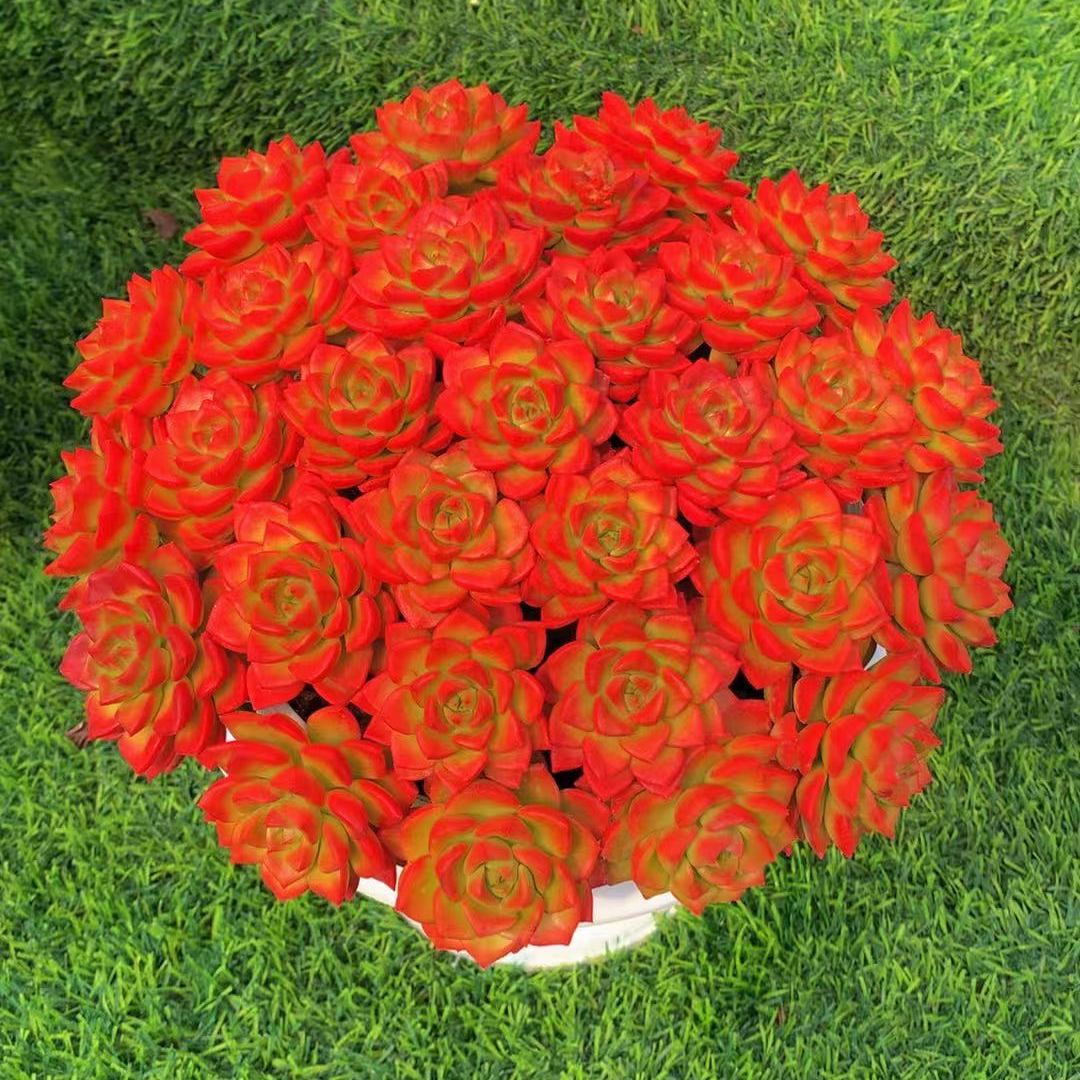 z爱马仕玫瑰 多肉植物 新手好养 带盆带土发货