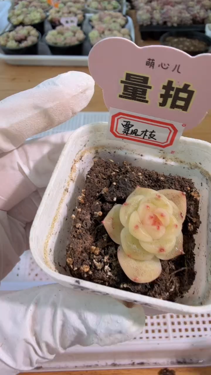 飘枝五方一盆 单双混 量拍混发