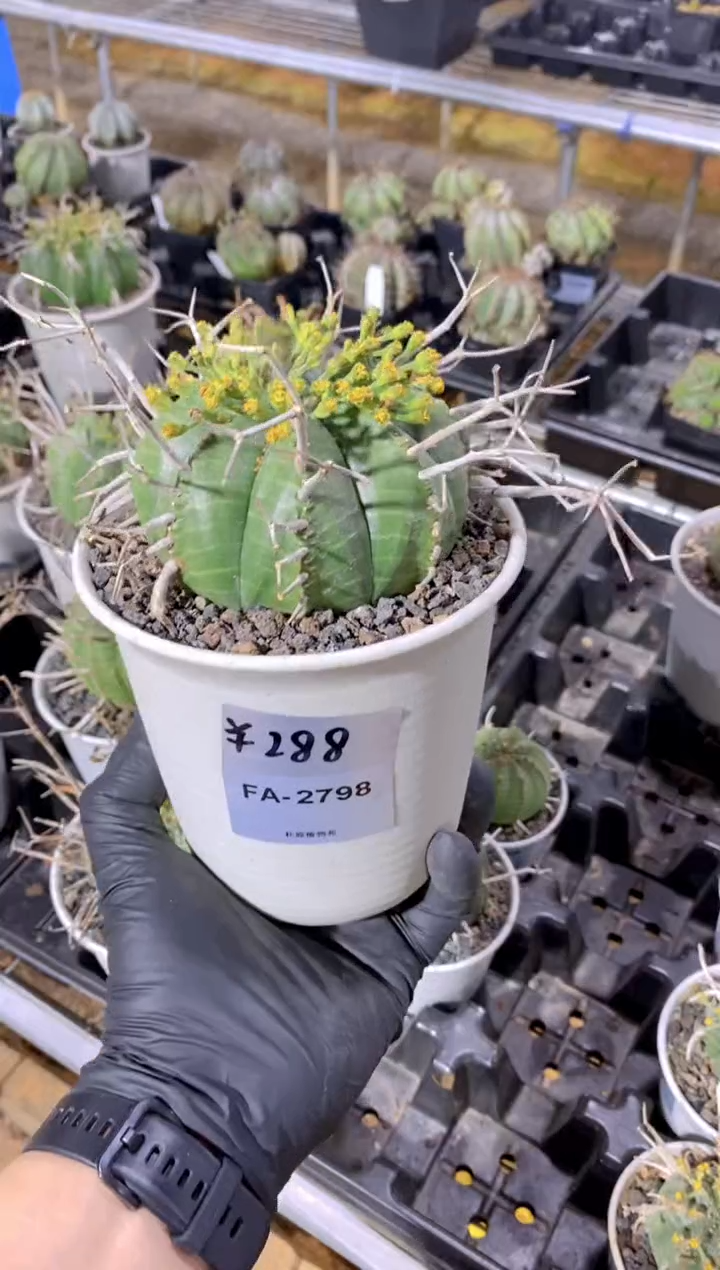 【闪购商品】法丽达FA-2798