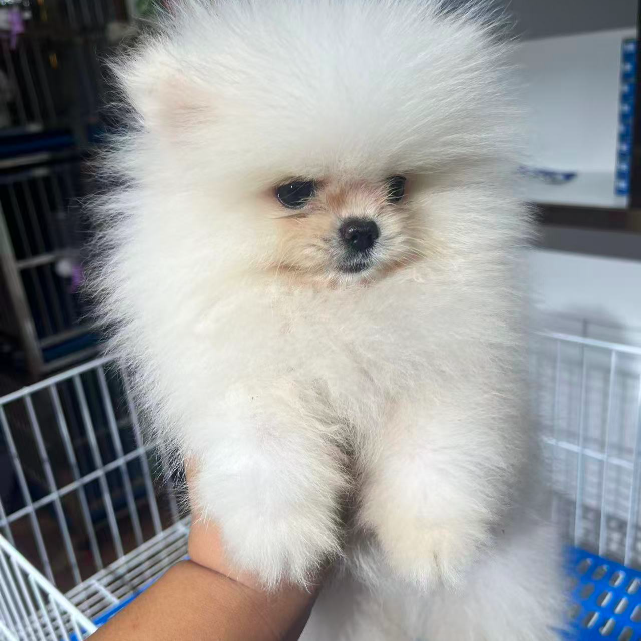 多种品种宠物狗可直播间一对一挑选
