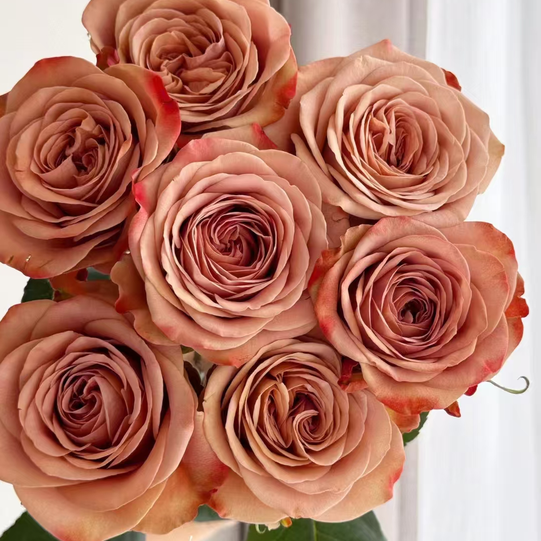 卡布奇诺单头玫瑰【任意两单及以上升级顺丰】