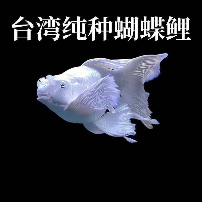 精品台系蝴蝶鲤鱼15-17蝴蝶鲤观赏鱼
