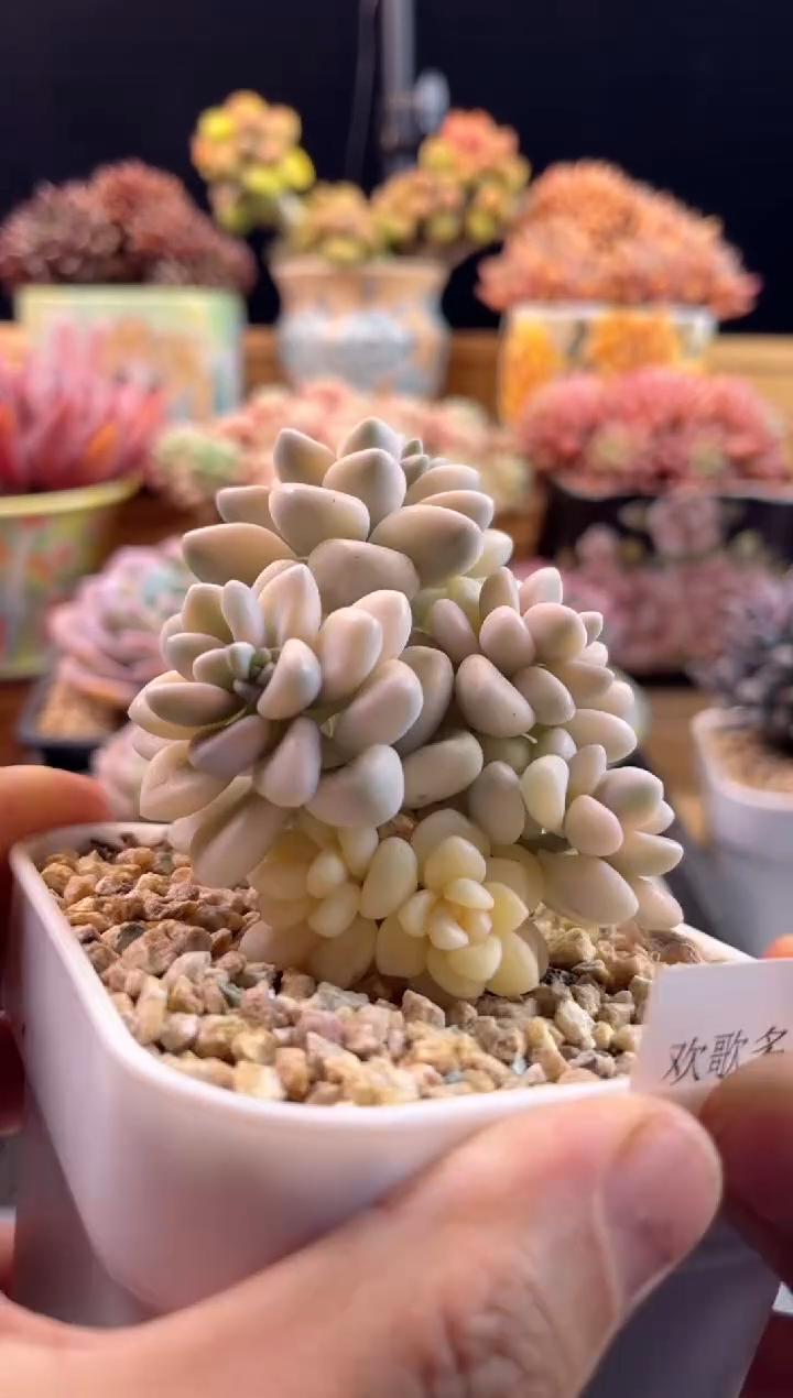 【闪购商品】2.14-47艾伦锦