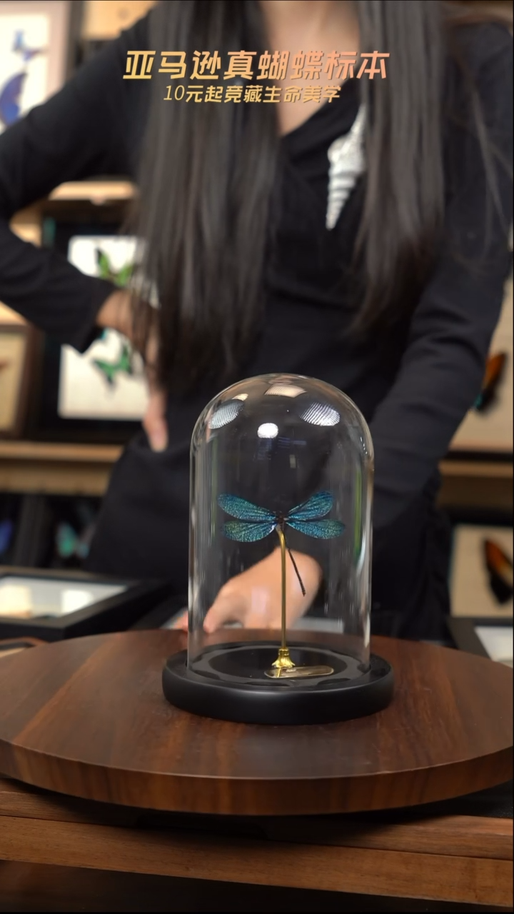 暗溪色蟌小号玻璃罩