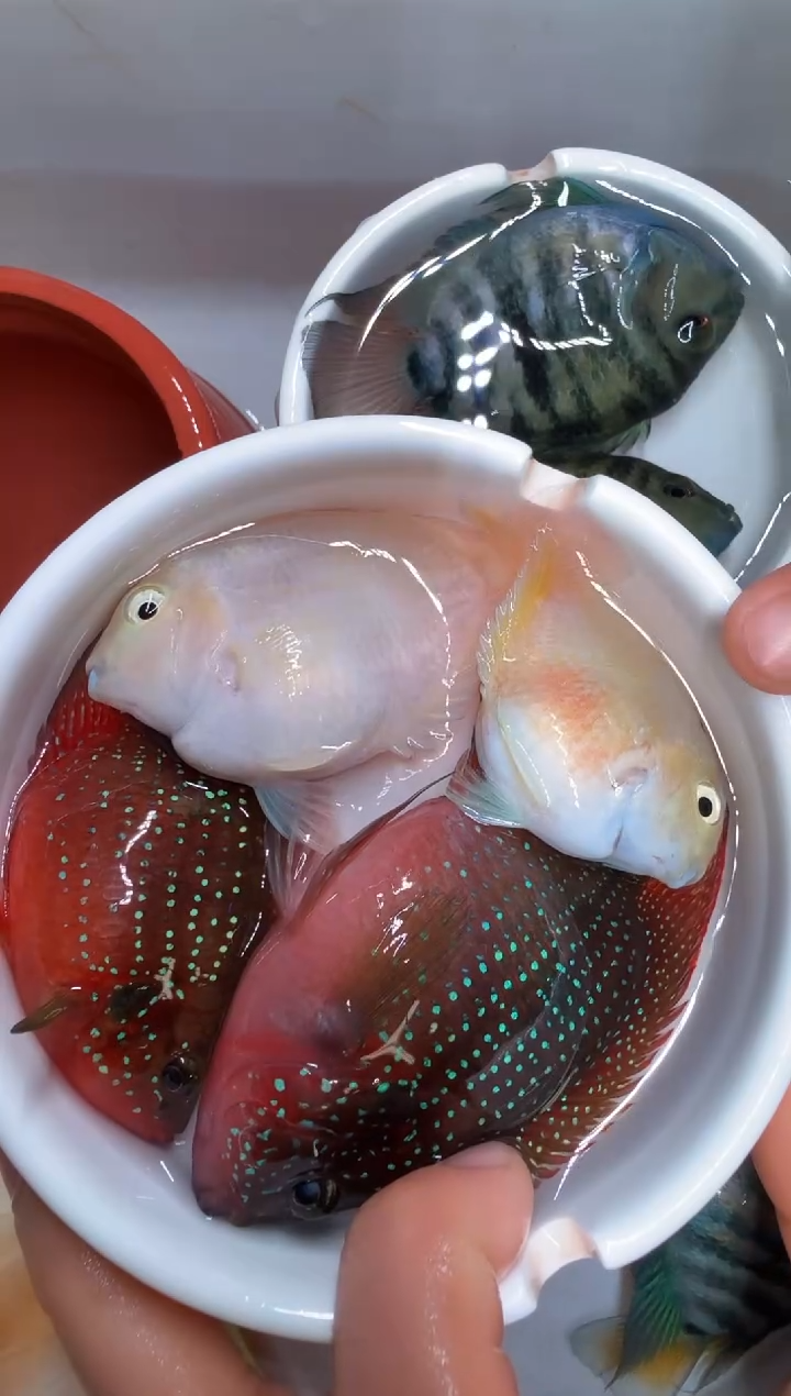 红宝石鱼红宝石球1对 白金1对