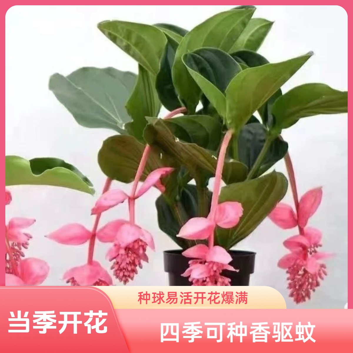 b宝莲灯种球四季可种易活花卉四季开花盆栽浓香驱蚊虫室内外绿植