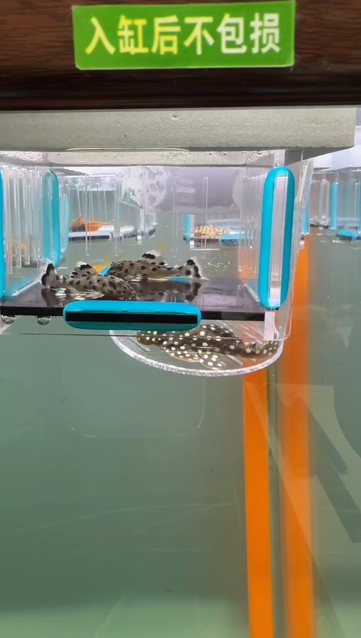 清道夫鱼035号264入缸不包损录制完整开箱视频4.2-4.4厘米