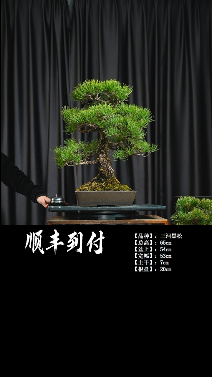 【闪购商品】·v271三河黑松不包邮