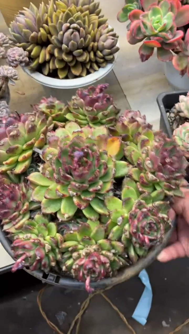 【闪购商品】1-259紫水晶有瑕疵