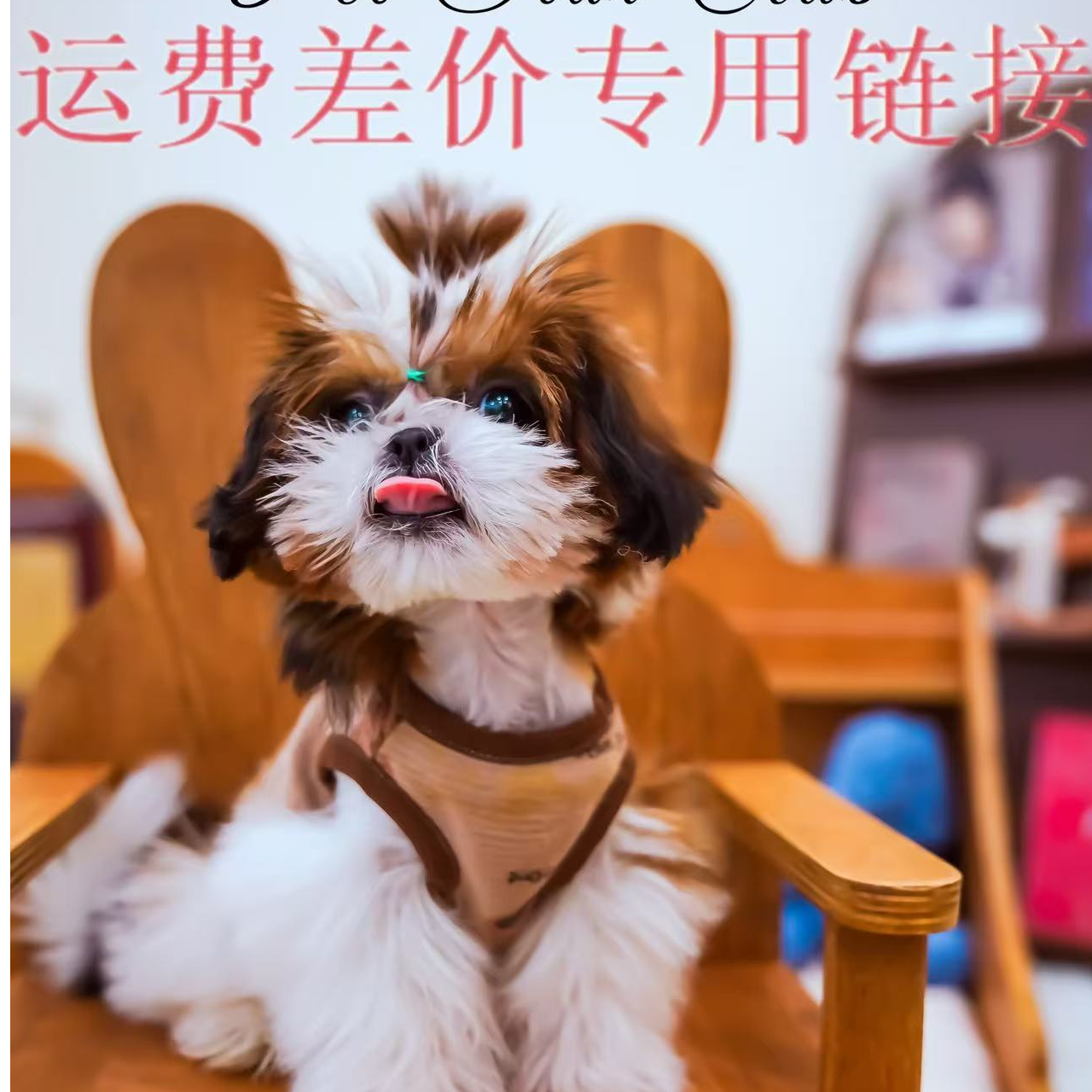 活体宠物邮费差价链接马尔济斯金渐层小猫阿比西尼亚猫