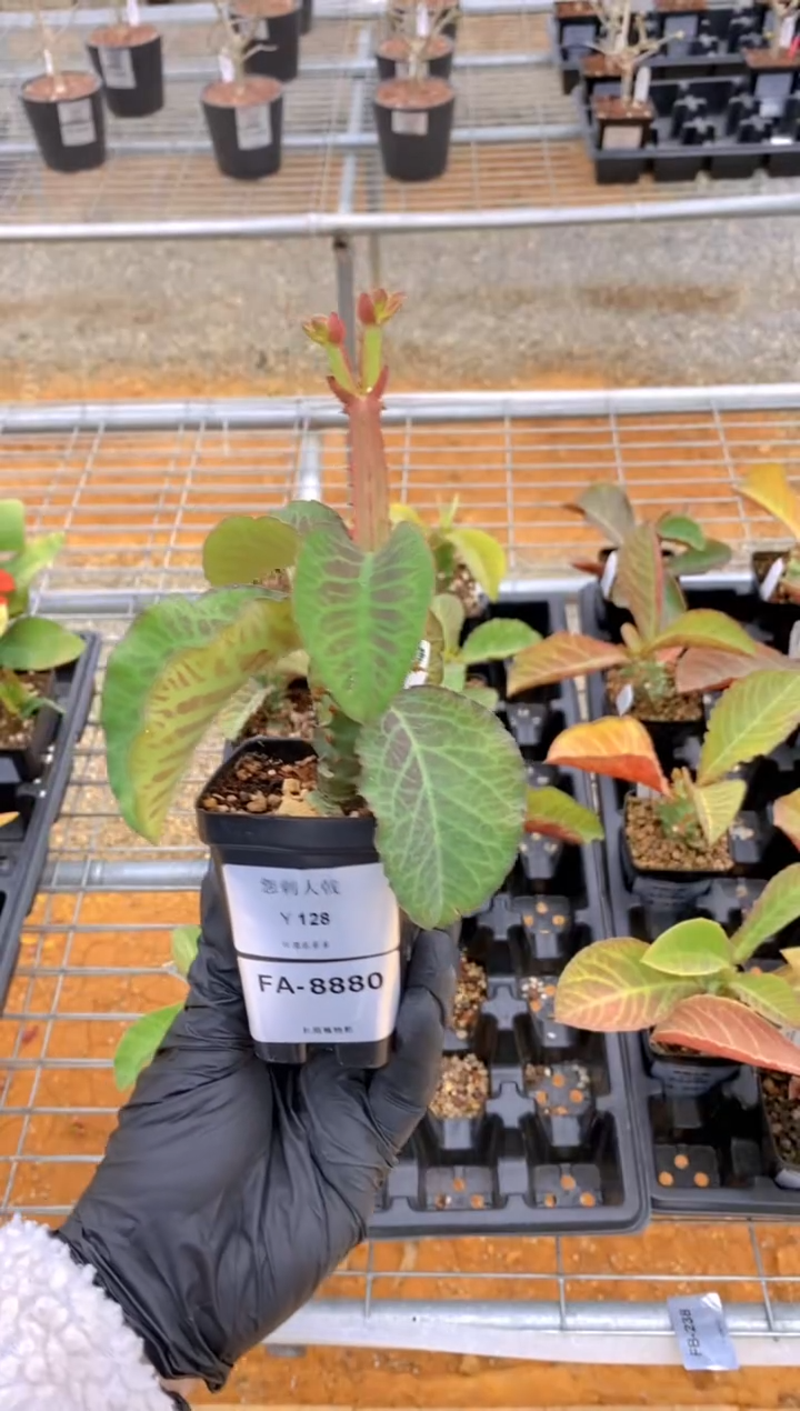 【闪购商品】华艳大戟FA-8880