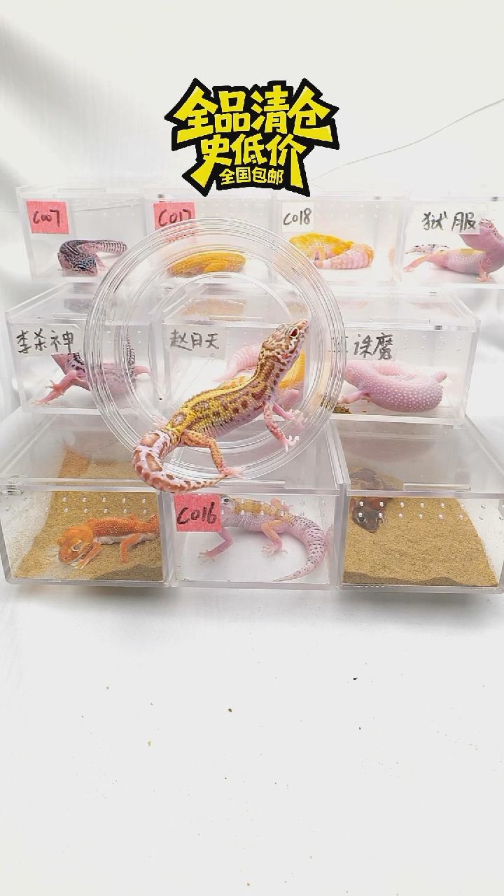 豹纹守宫全品清仓全国包邮雪花雷达直线7.19出壳母