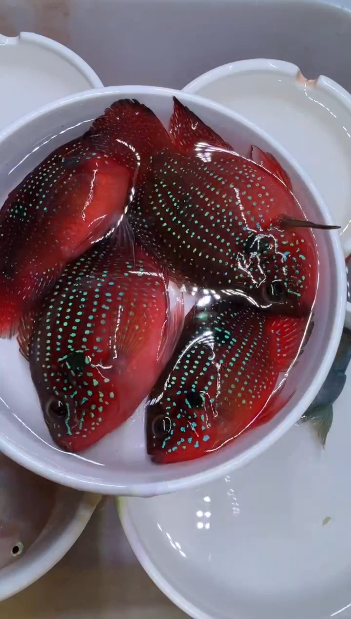 红宝石鱼红宝石球2对 