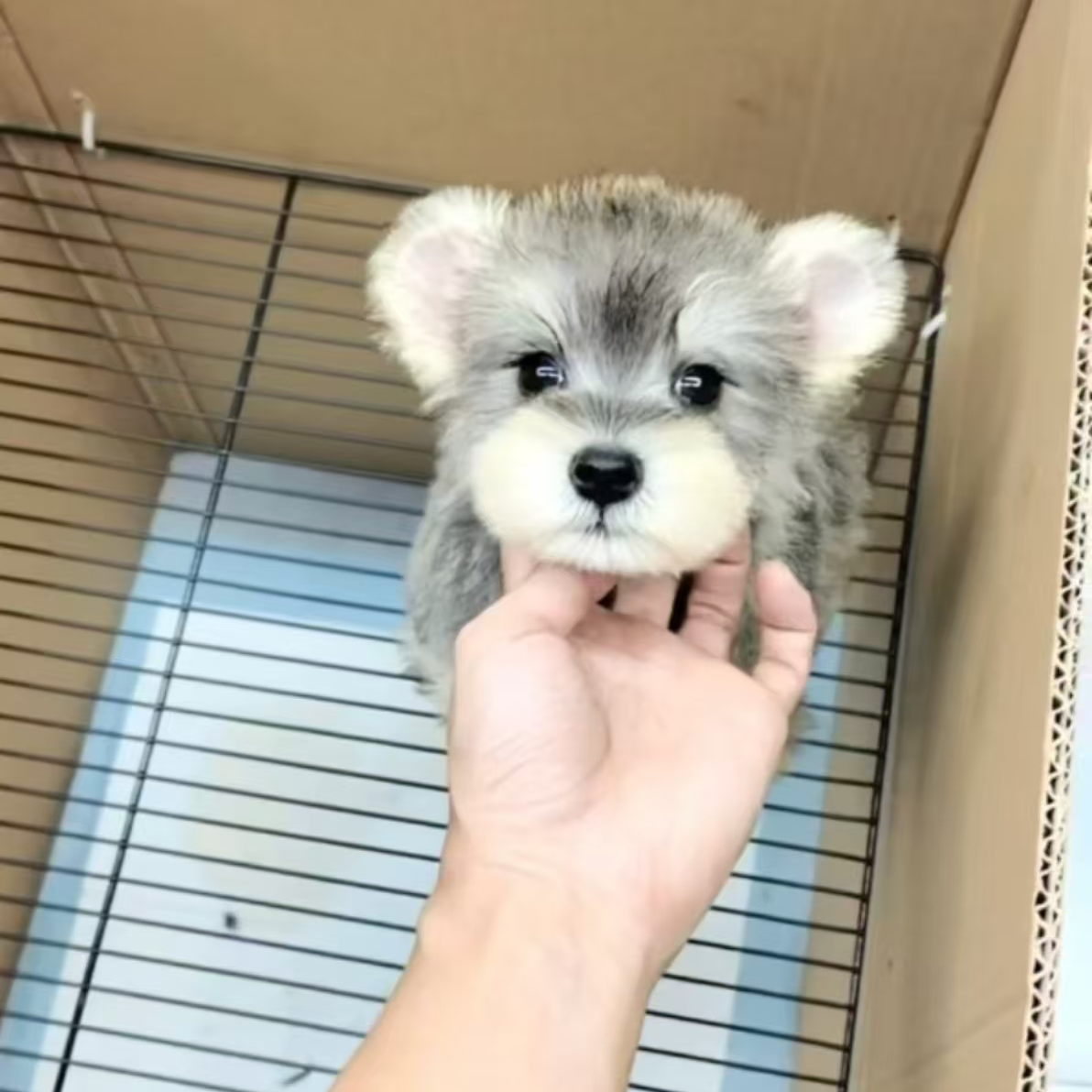 （雪纳瑞之家）T小狗狗活体