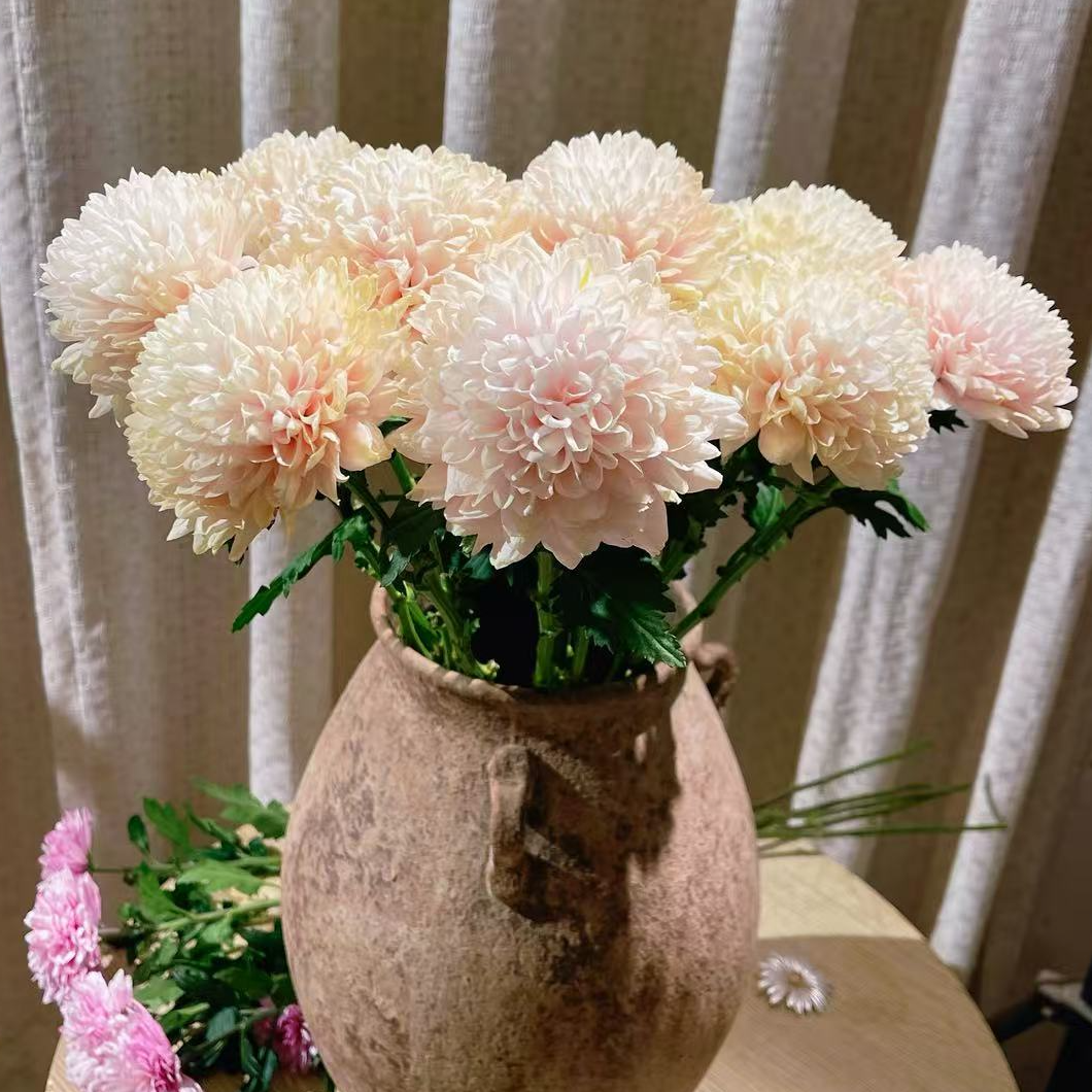 单头香槟/大香草  小雏菊全店任意4单一个运费