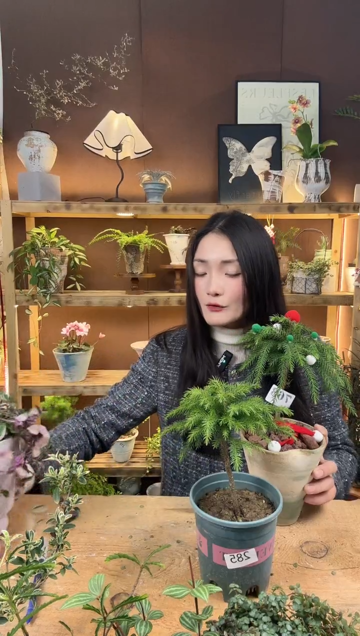 无花朵285南洋杉育苗盆