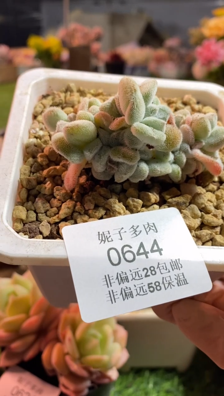 【闪购商品】0644a