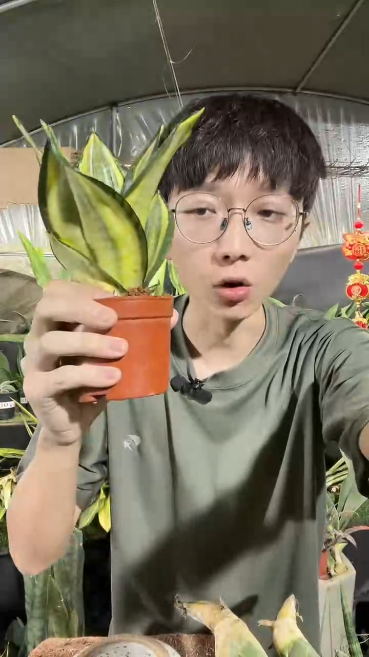 凯丽带盆土12.8.