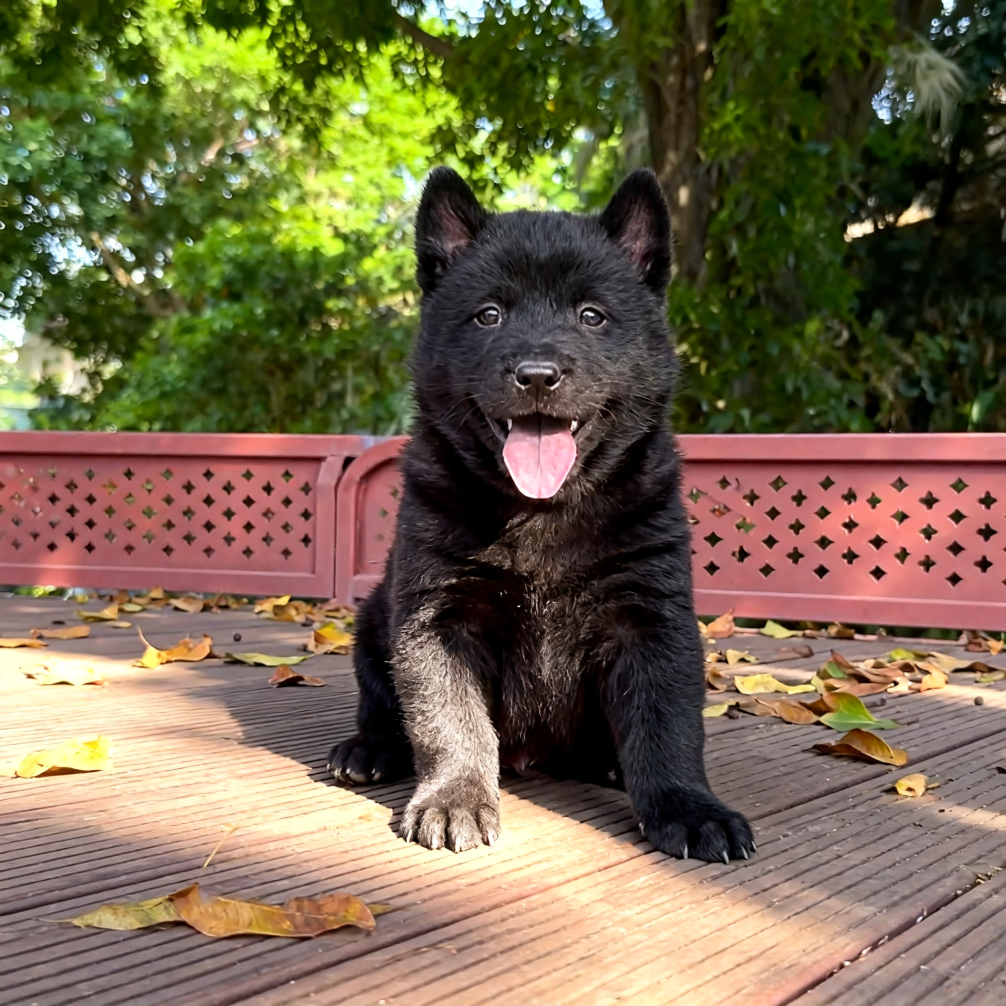 五黑犬幼犬大骨架唐狗温顺幼宠霸气护主可爱看门狗狗活物全黑狗狗